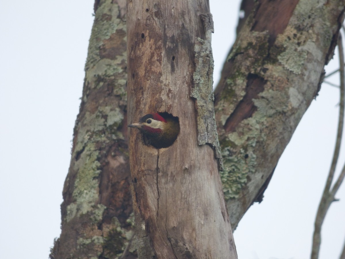 Spot-breasted Woodpecker - Scott Winton