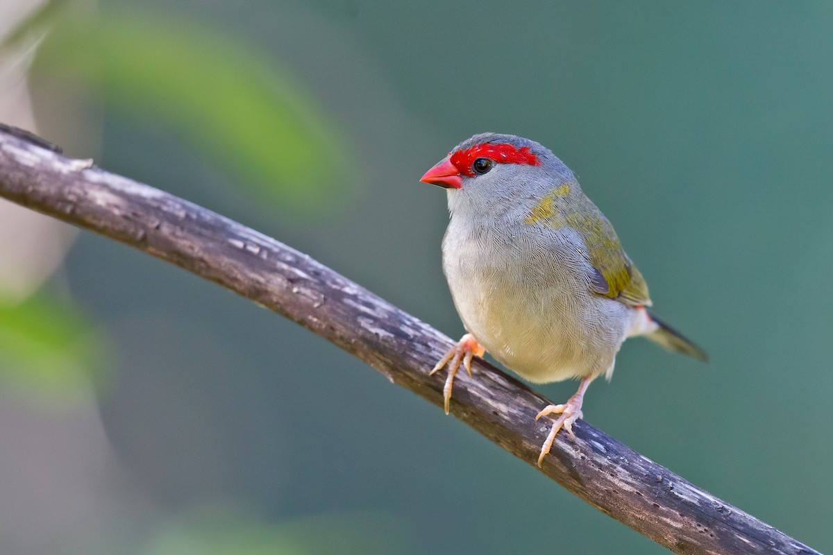 Red-browed Firetail - ML238702341