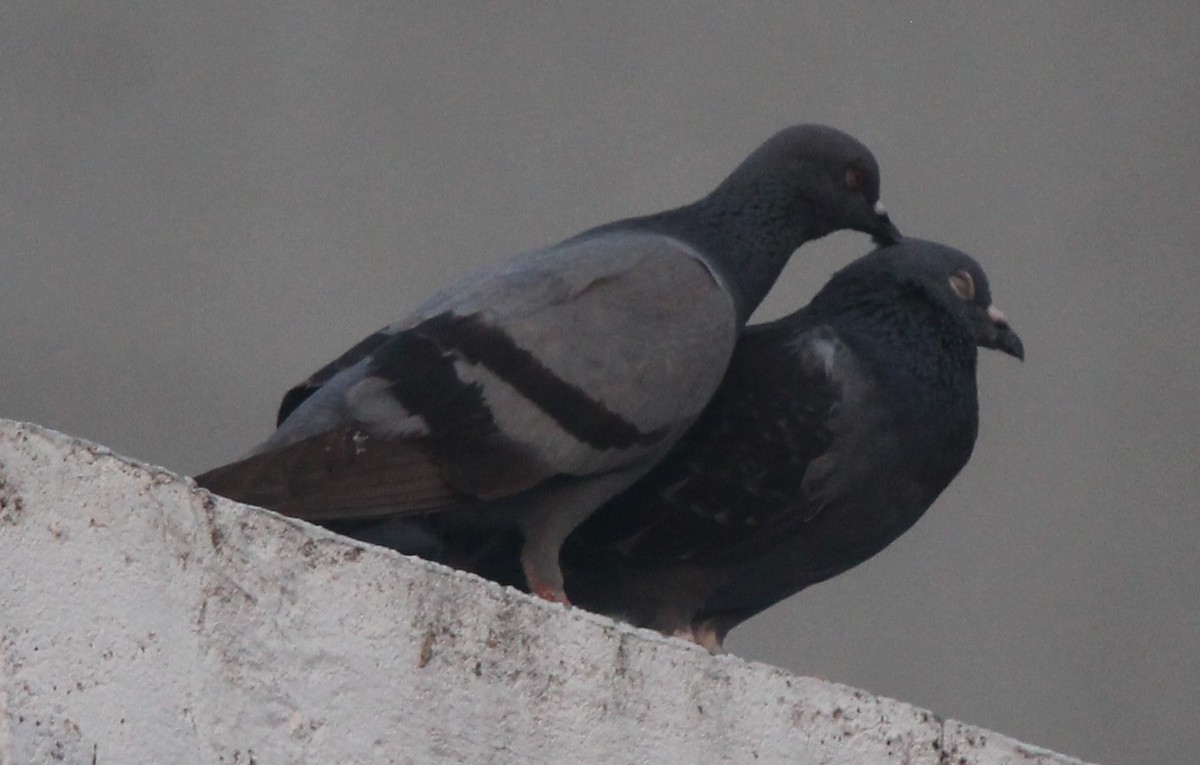 Rock Pigeon (Feral Pigeon) - Ramya Singaravelpandian