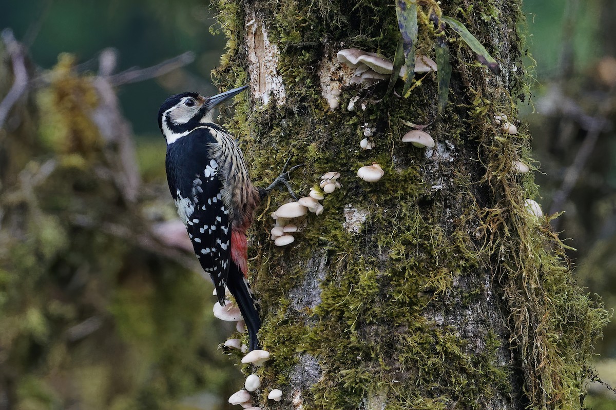 White-backed Woodpecker - ML238707011