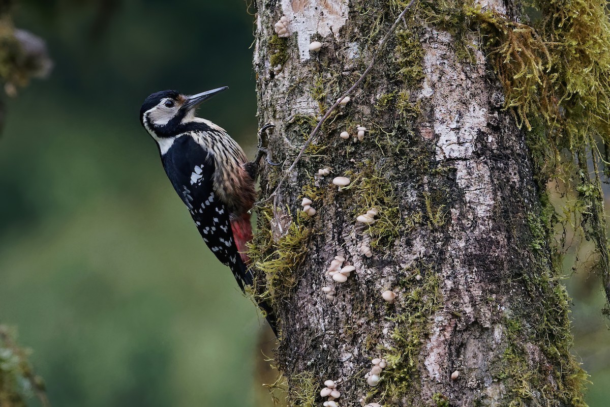 White-backed Woodpecker - Vincent Wang