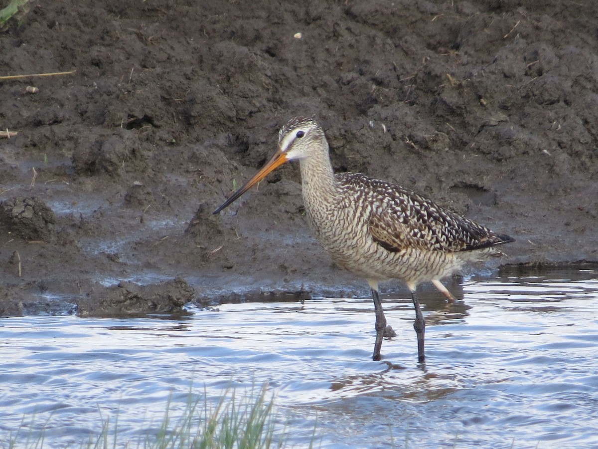 Marbled Godwit - Chris Anderson