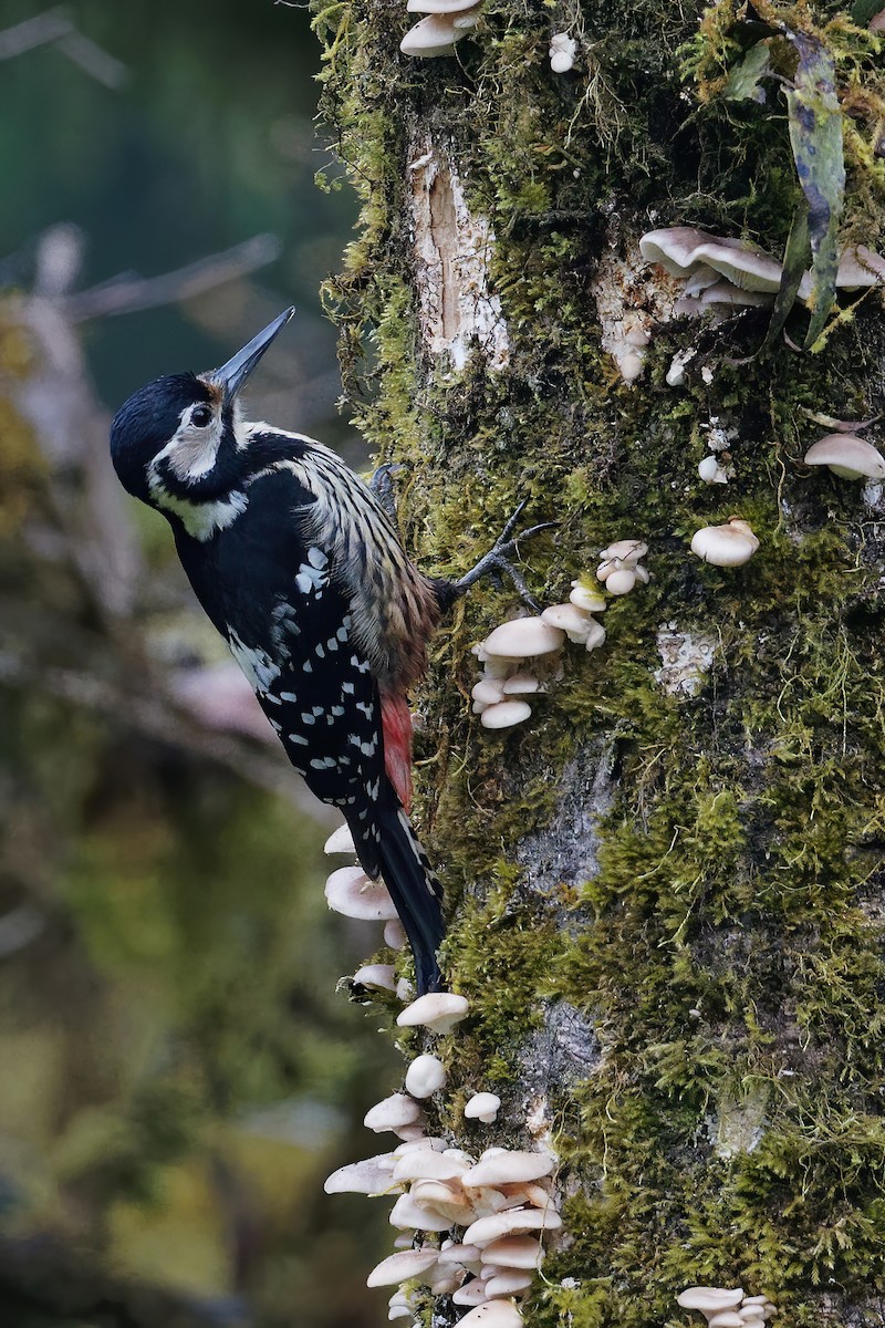 White-backed Woodpecker - ML238707491