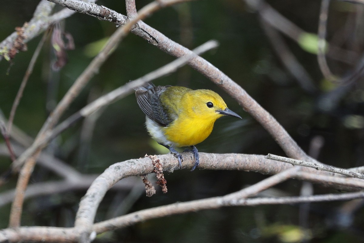 Prothonotary Warbler - christine / robert huebner