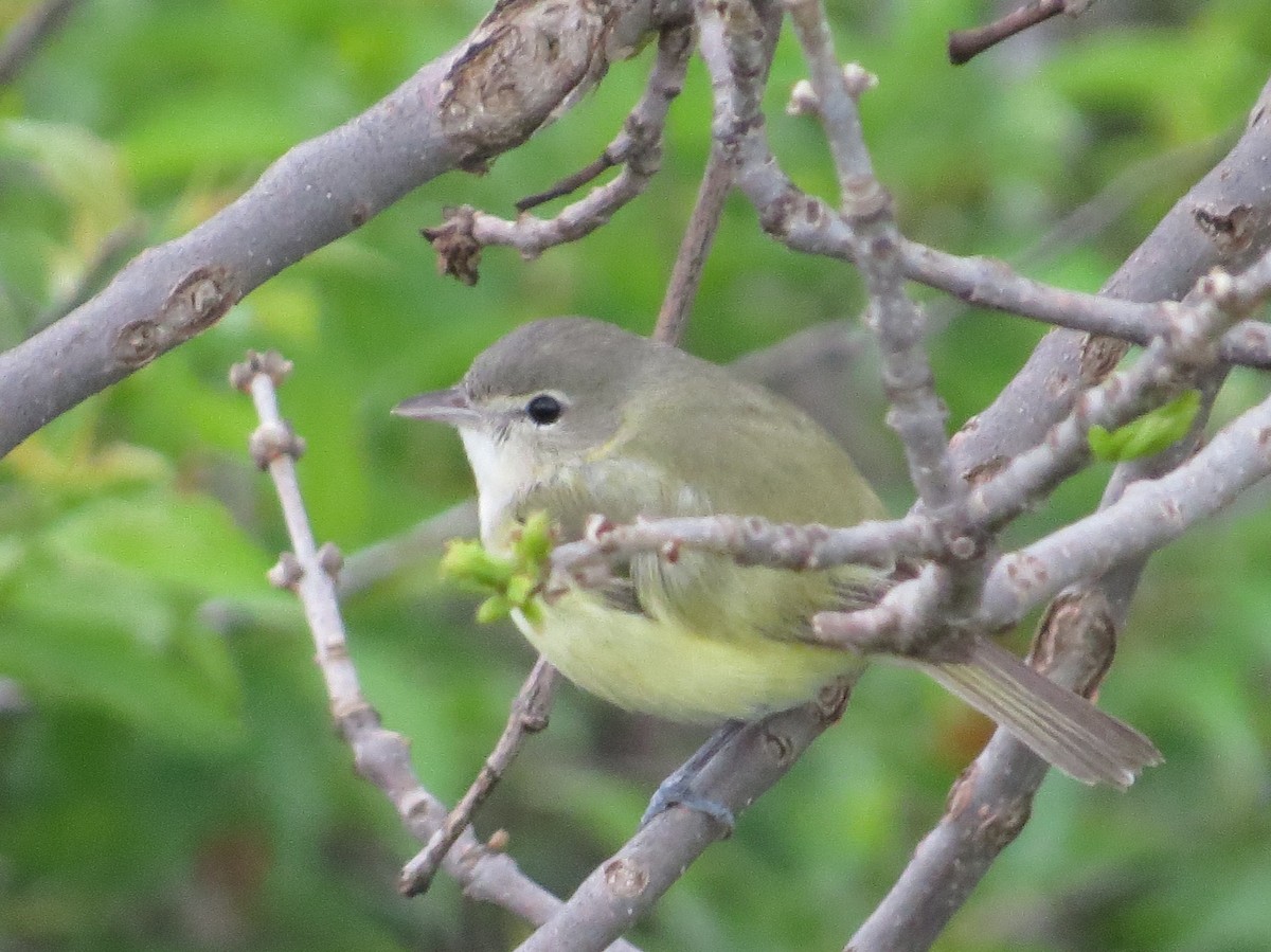 Bell's Vireo - Chris Anderson