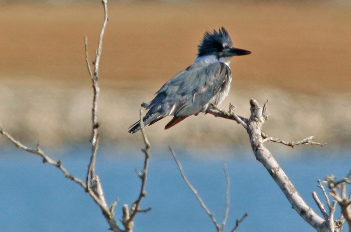 Belted Kingfisher - ML23870991