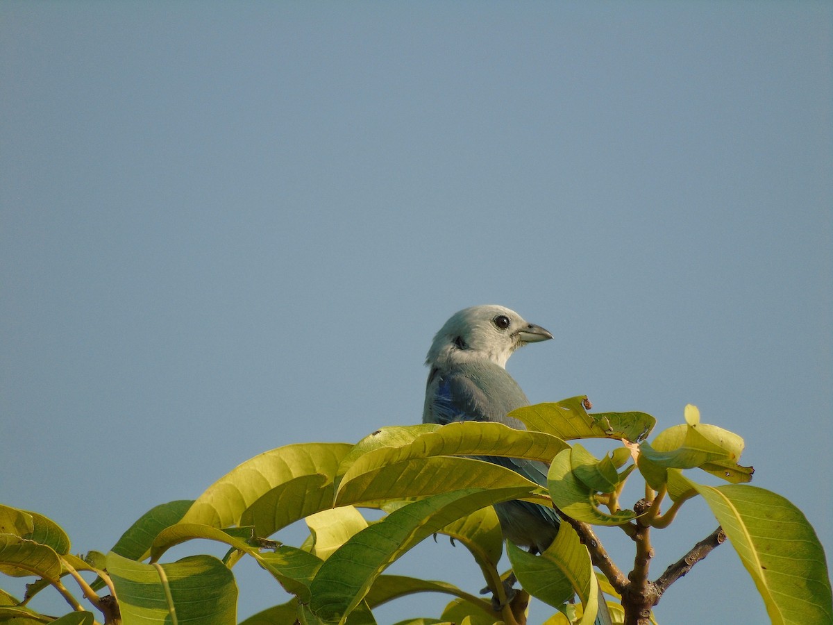 Blue-gray Tanager - ML238712291