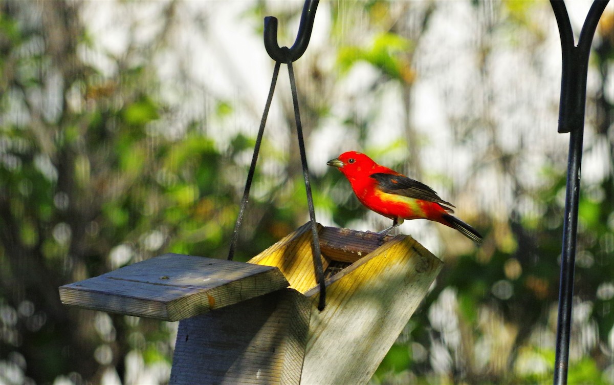 Scarlet Tanager - ML238717581