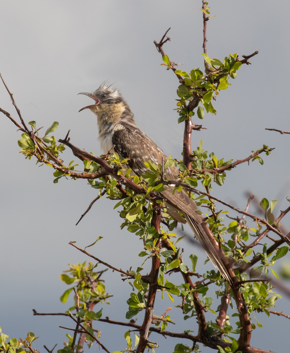 Great Spotted Cuckoo - ML238720831