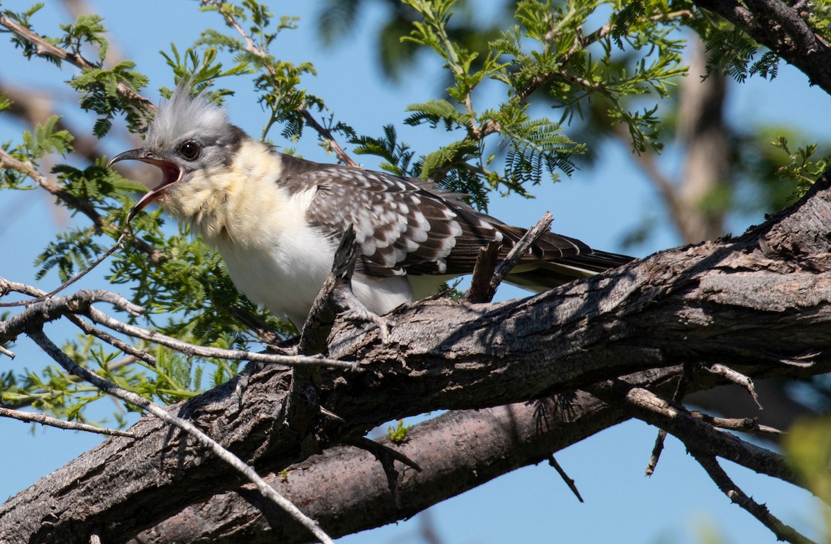 Great Spotted Cuckoo - ML238720881