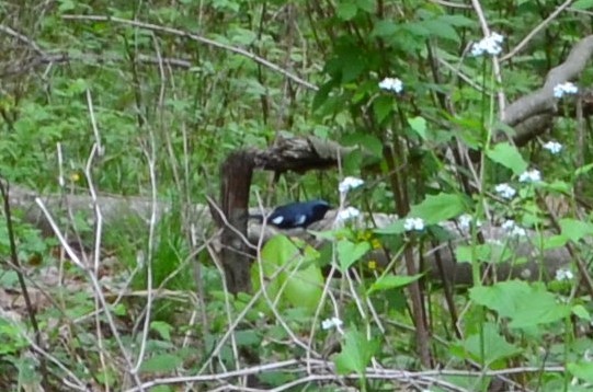 Black-throated Blue Warbler - ML238721071