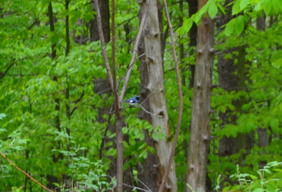 Black-throated Blue Warbler - Kevin Packard