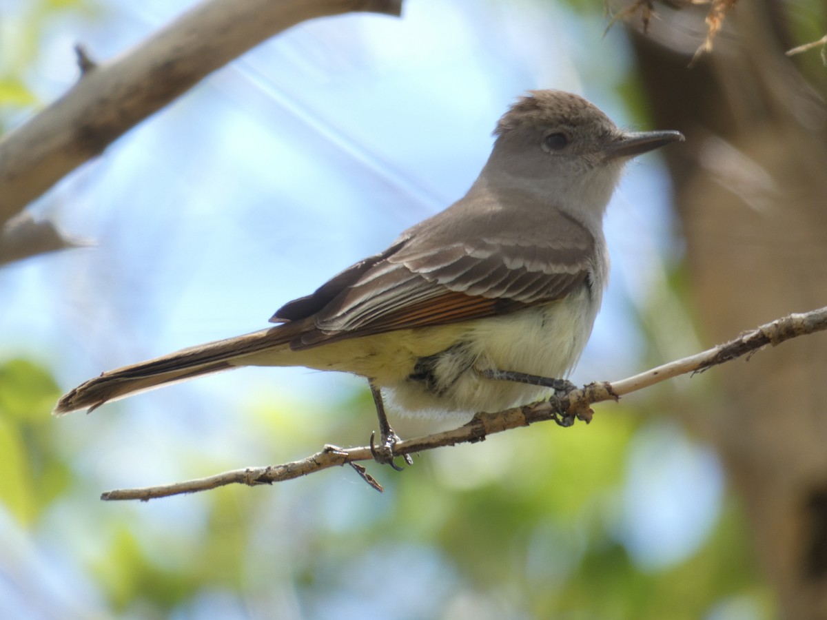 Ash-throated Flycatcher - Christopher Rustay