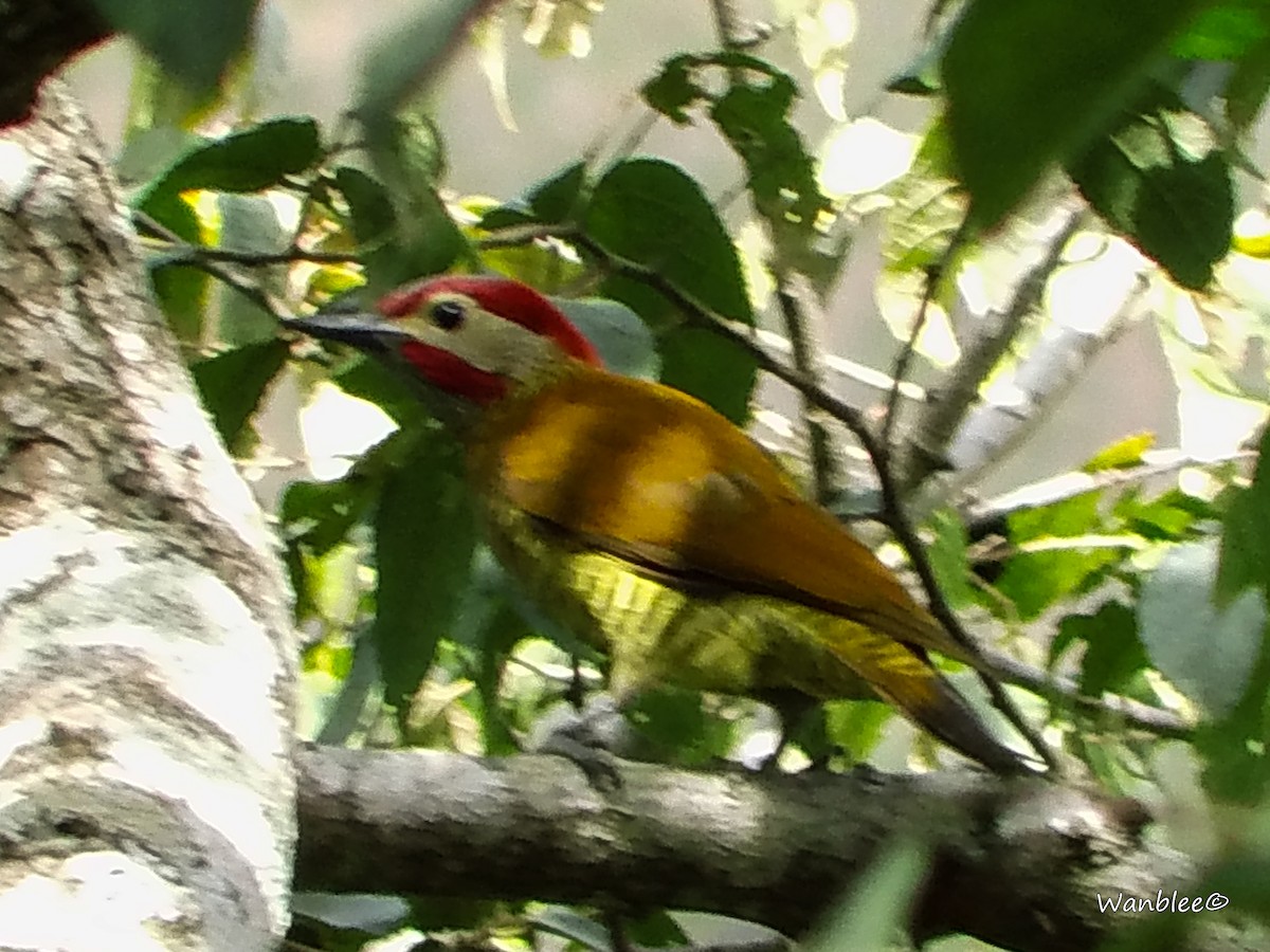 Golden-olive Woodpecker - ML238734271