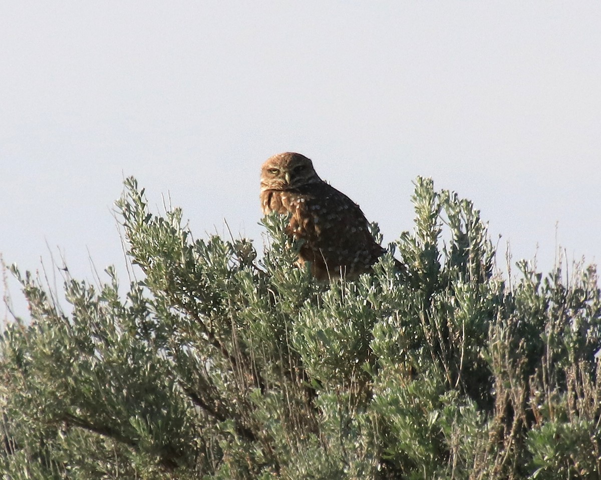 eBird Checklist - 25 May 2020 - Wyoming 295, Powell, Wyoming, US (44. ...