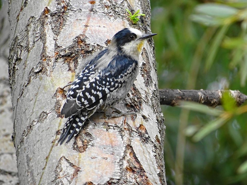White-fronted Woodpecker - Walter  Solsona