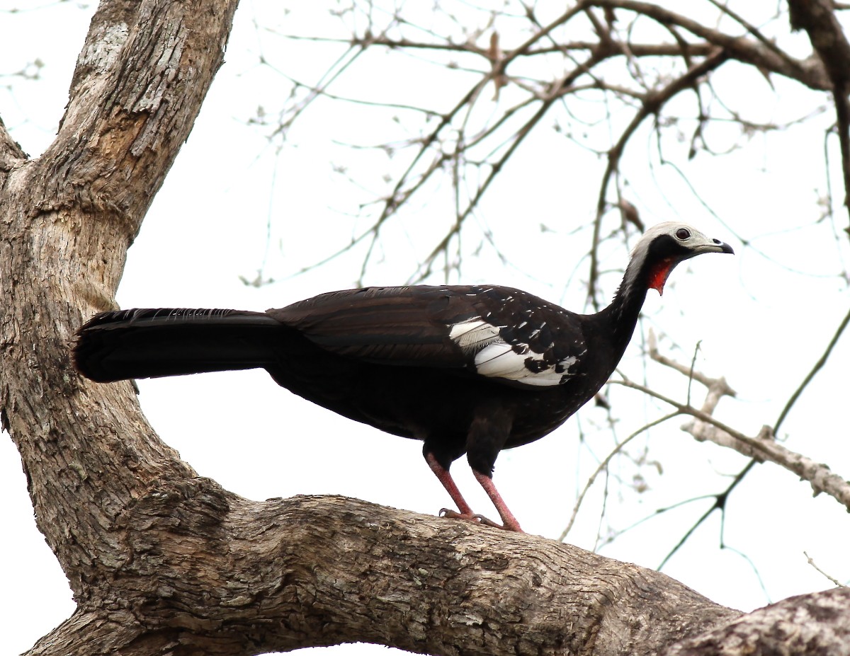 Red-throated Piping-Guan - Jason Leifester