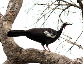 - Red-throated Piping-Guan