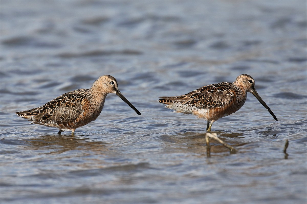 Long-billed Dowitcher - ML238739781