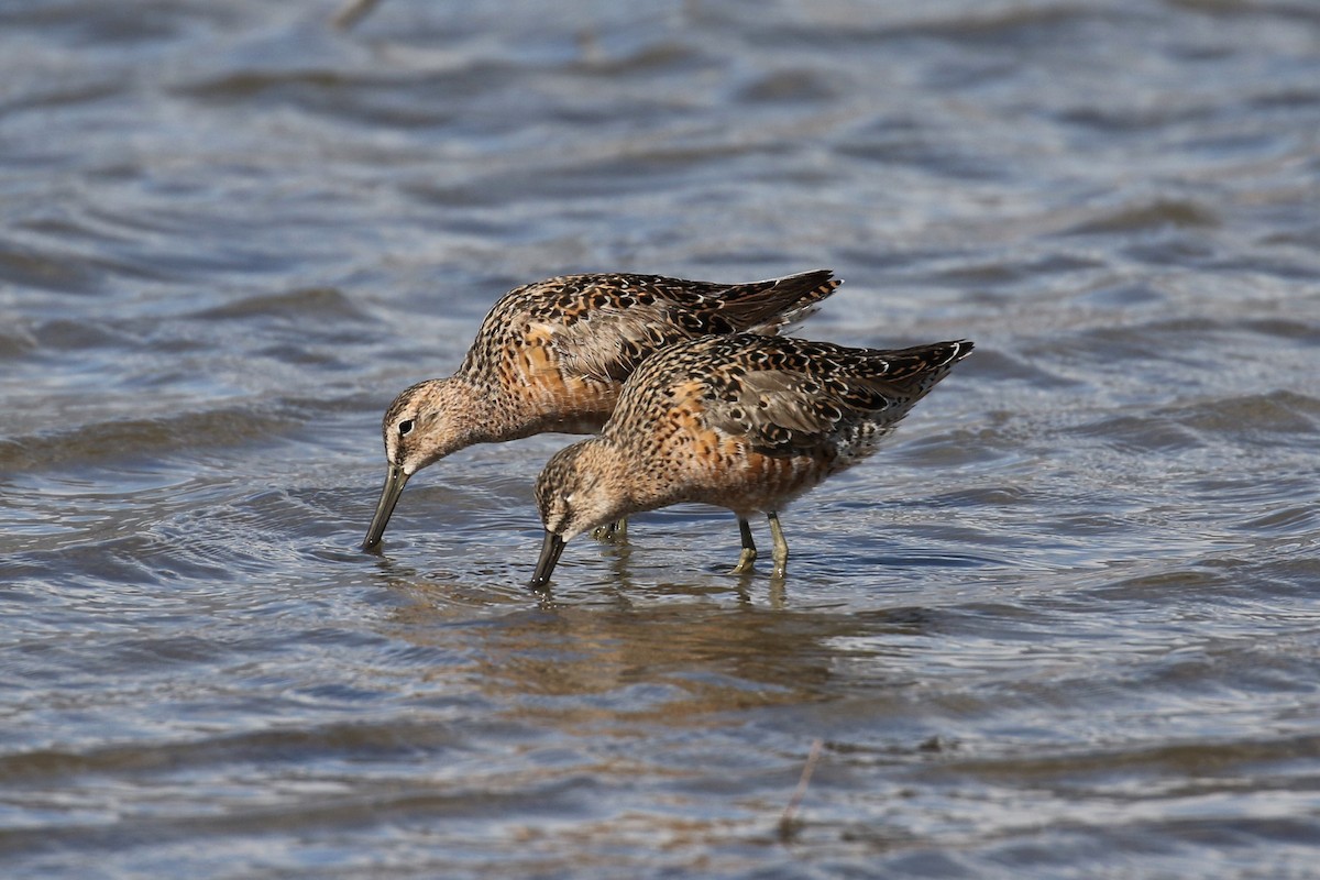 Long-billed Dowitcher - ML238739821