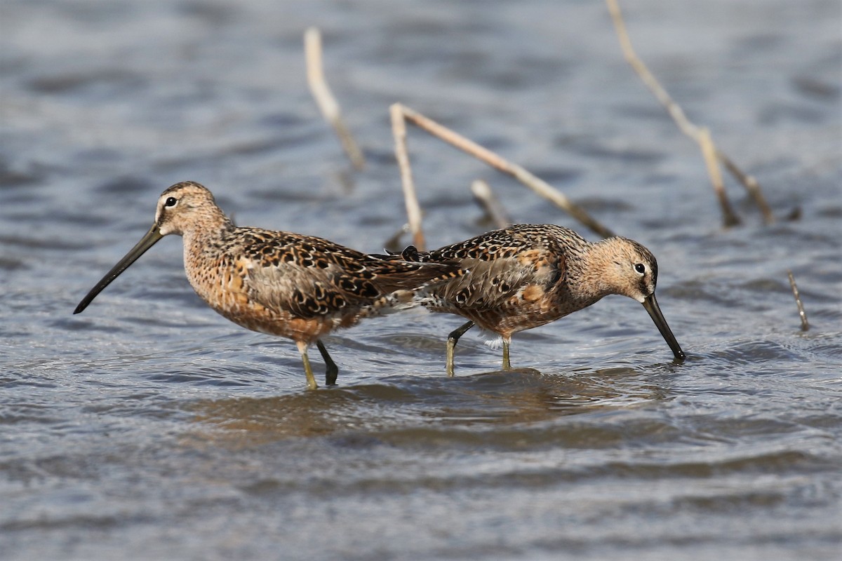 Long-billed Dowitcher - ML238739911