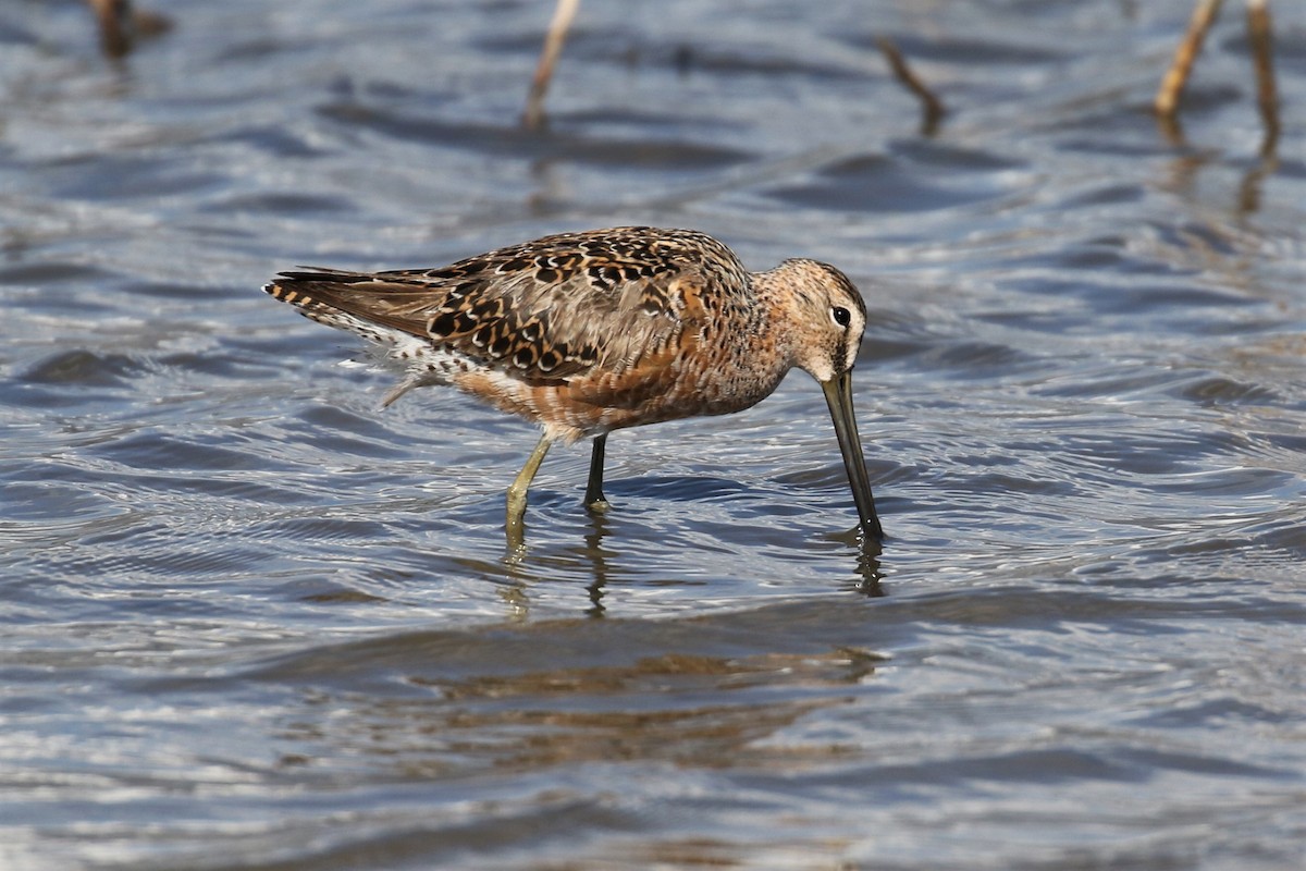 Long-billed Dowitcher - ML238739951
