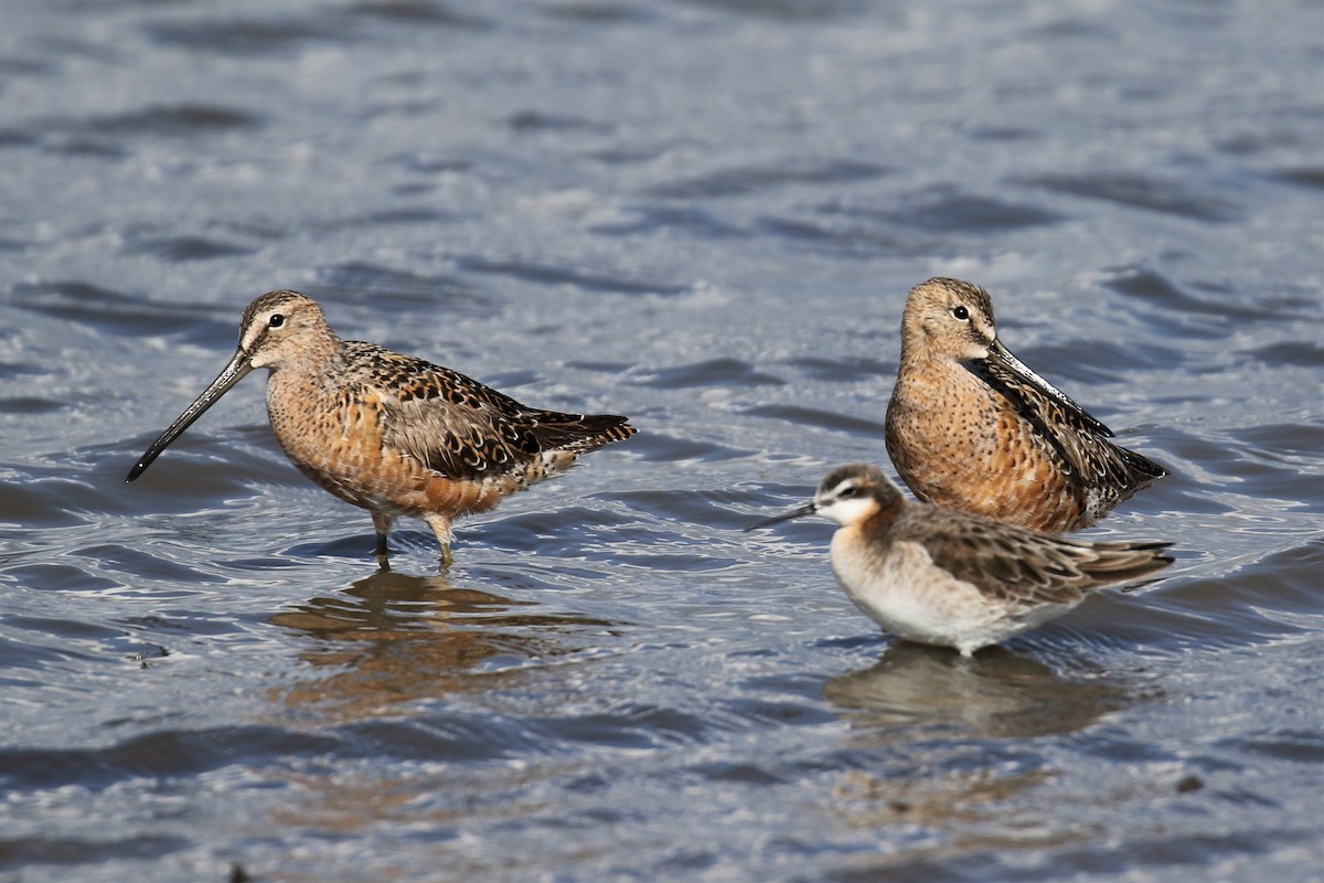 Long-billed Dowitcher - ML238740001