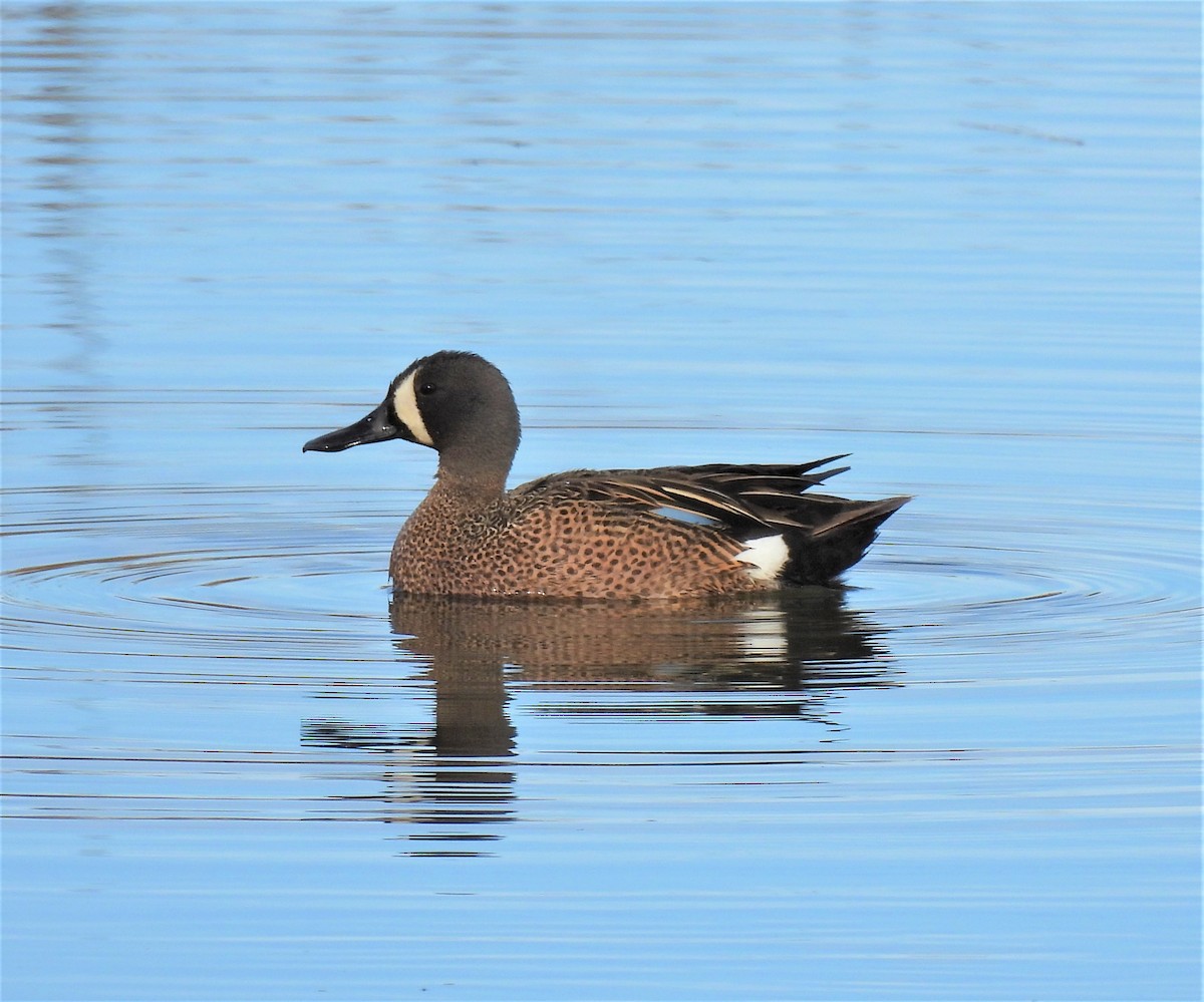 Blue-winged Teal - ML238741741