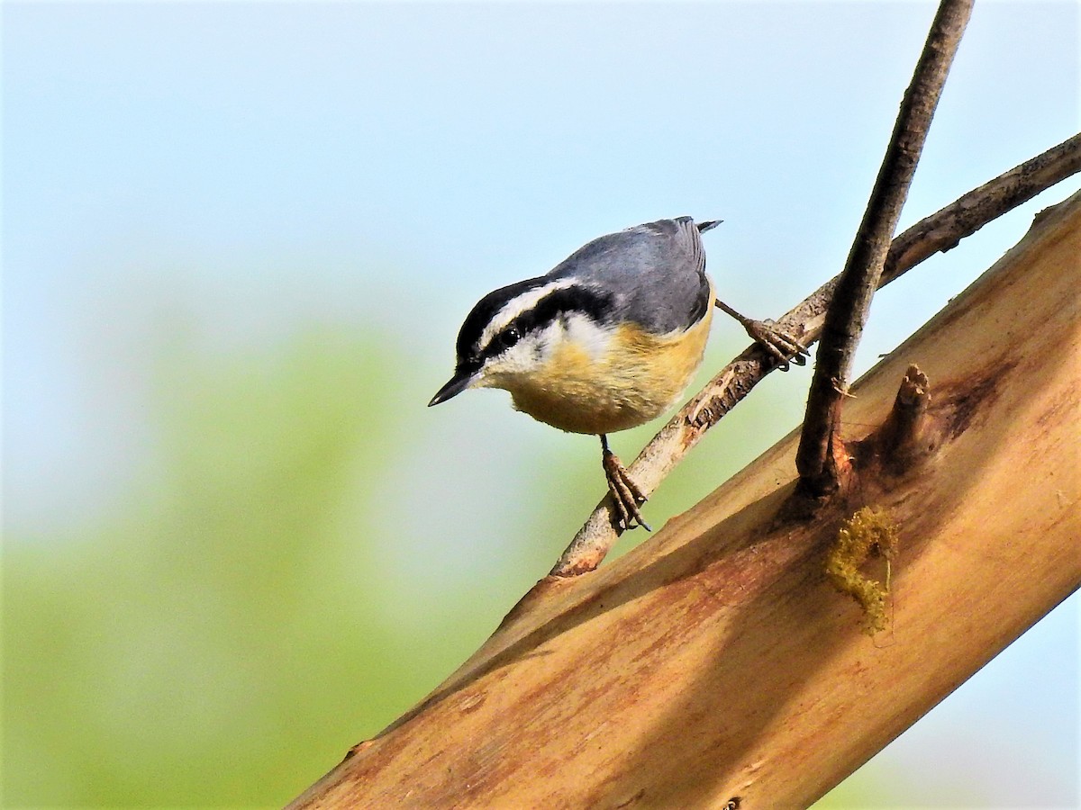 Red-breasted Nuthatch - Pat McGrane