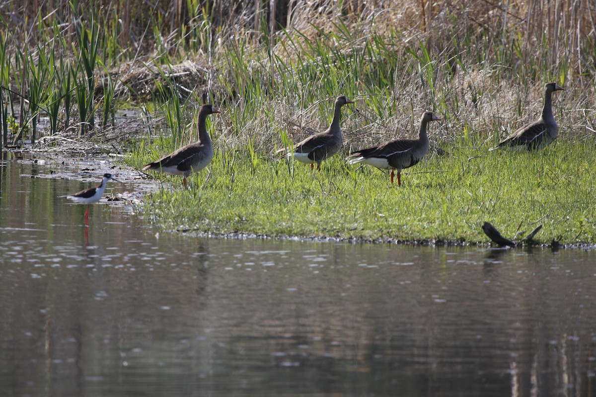 Greater White-fronted Goose - ML238744181