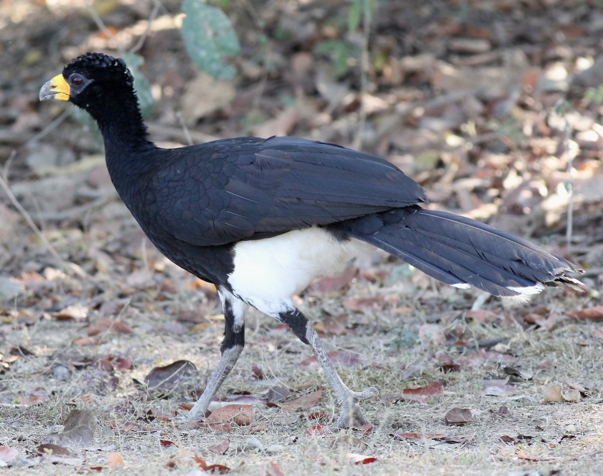 Bare-faced Curassow - ML23874731