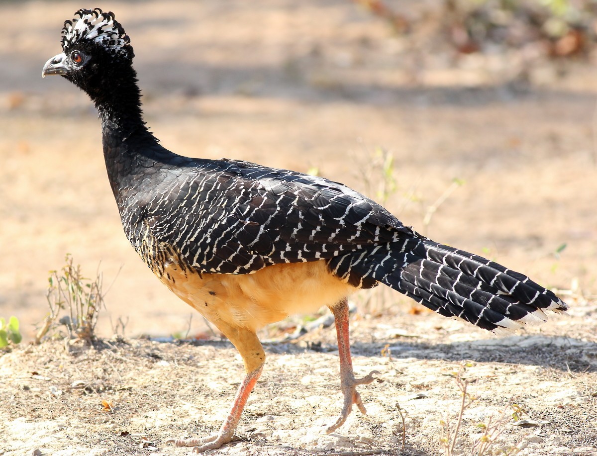 Bare-faced Curassow - ML23874741