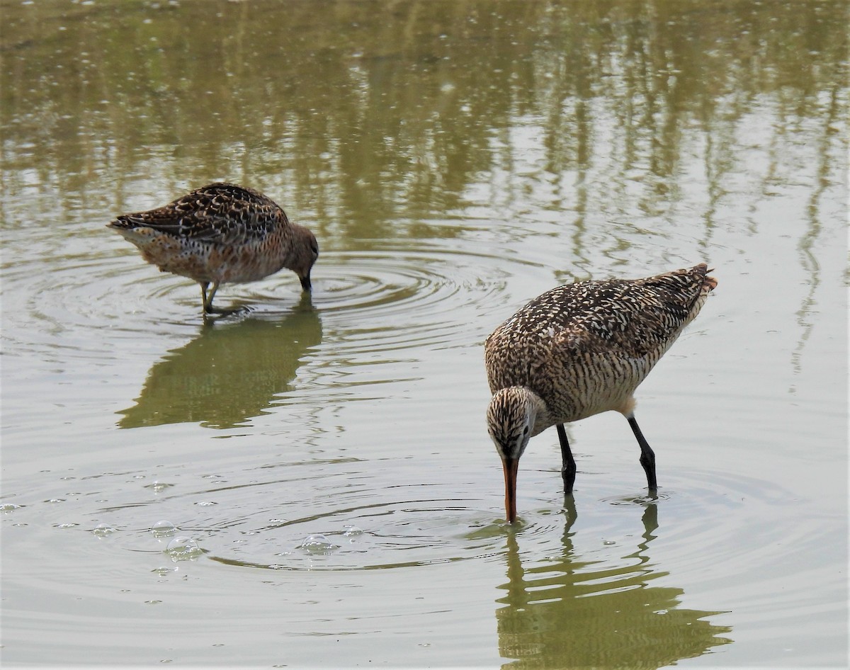 Long-billed Dowitcher - ML238748981