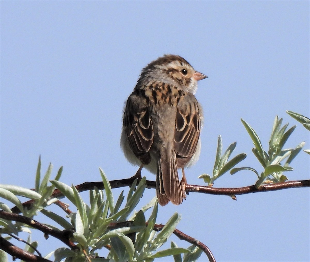 Clay-colored Sparrow - ML238749461