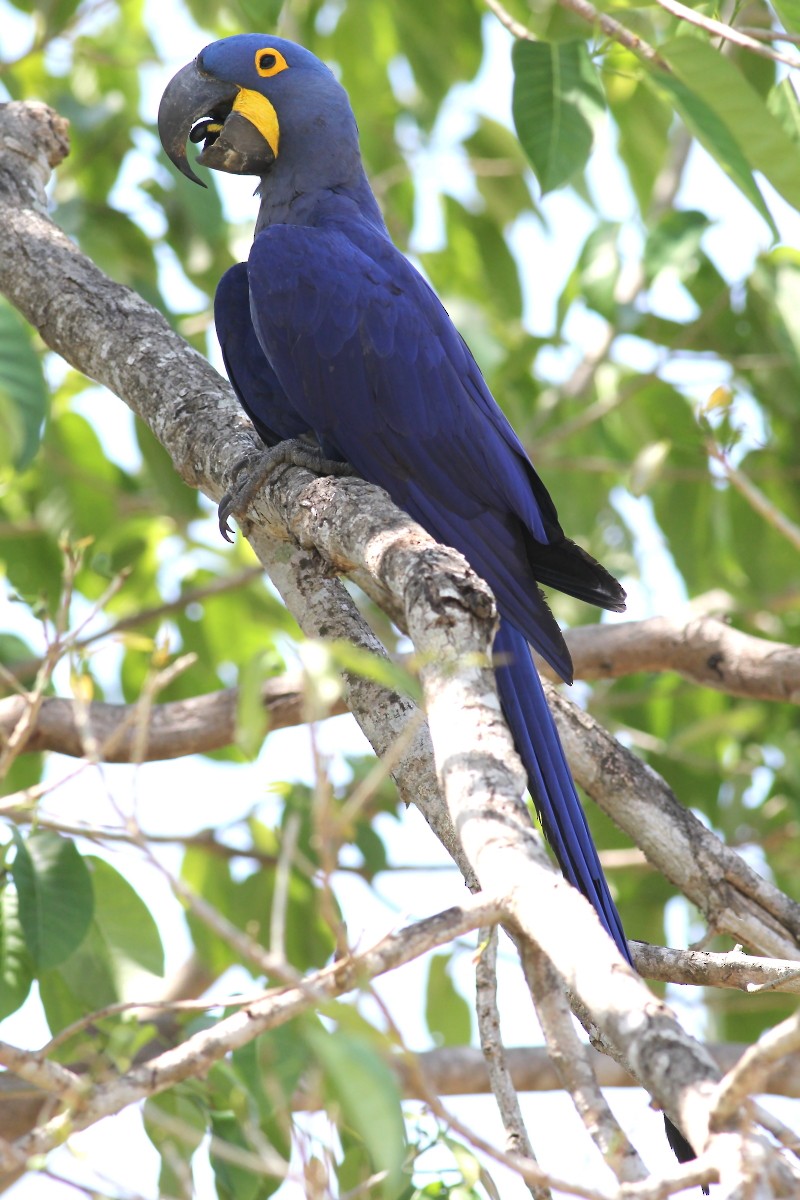 Hyacinth Macaw - ML23875031