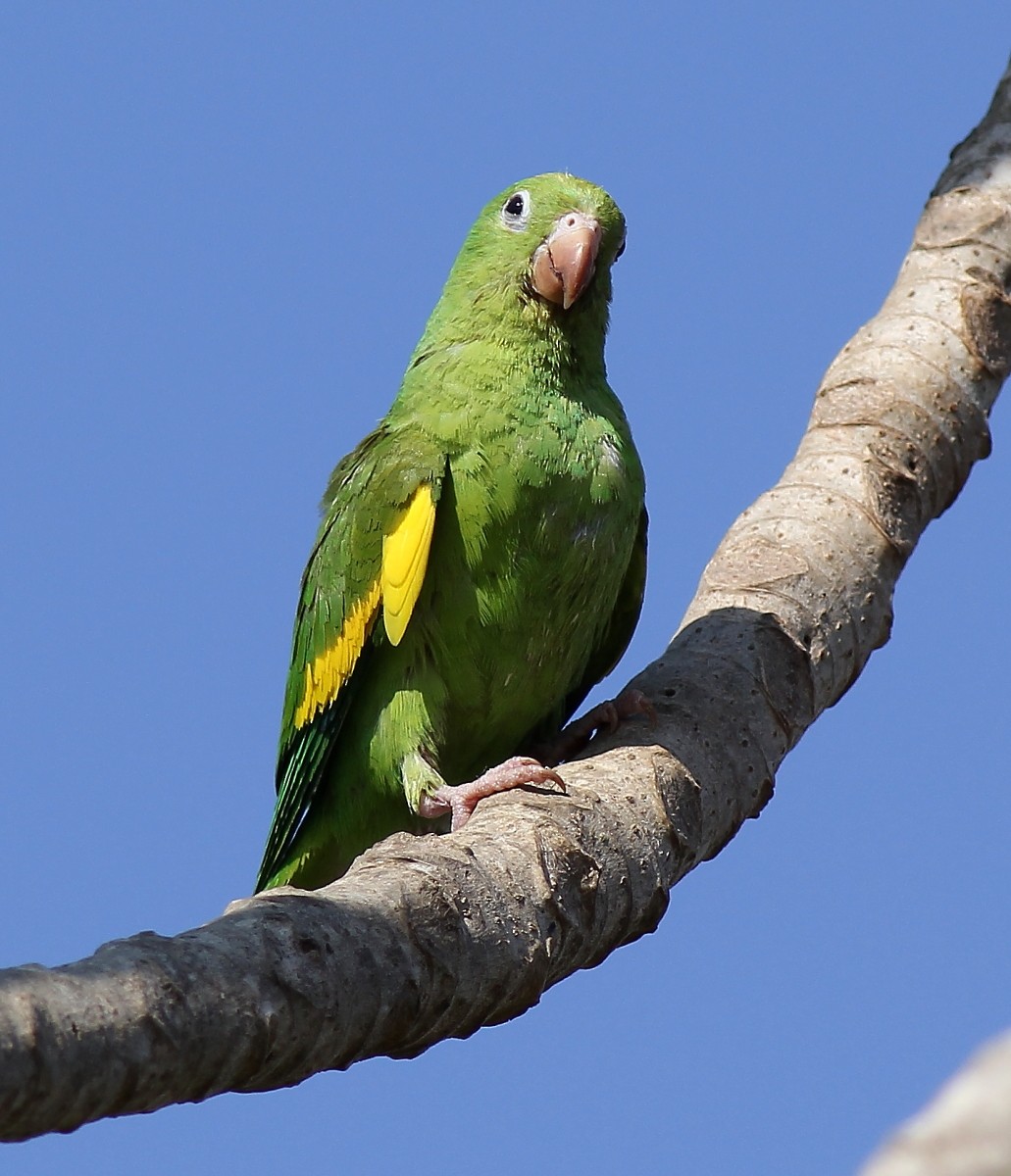 Yellow-chevroned Parakeet - Jason Leifester