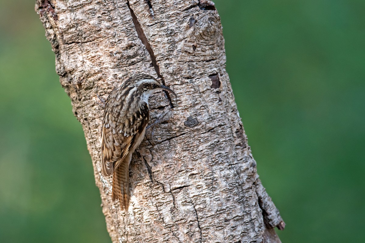 Bar-tailed Treecreeper - Yash Kothiala
