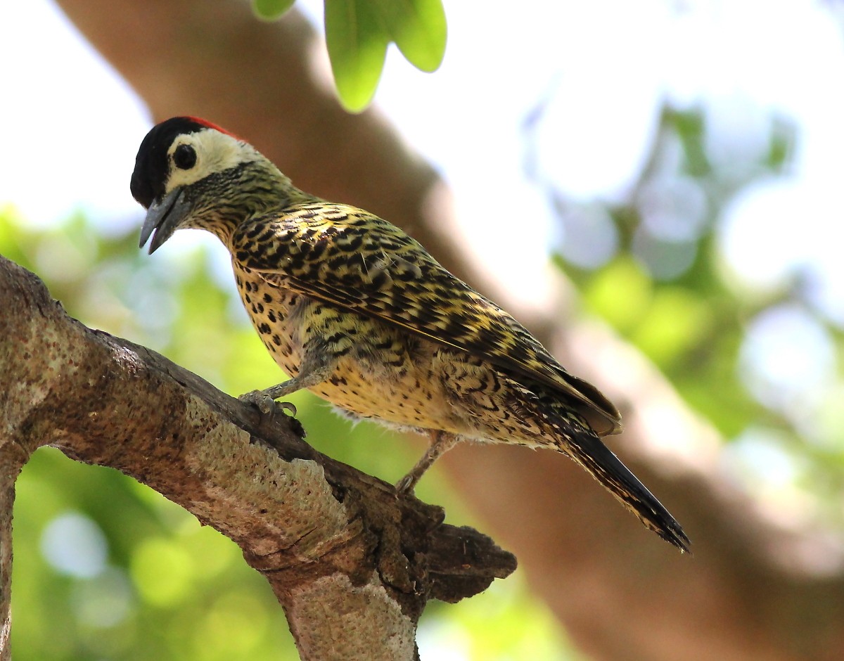 Green-barred Woodpecker - Jason Leifester
