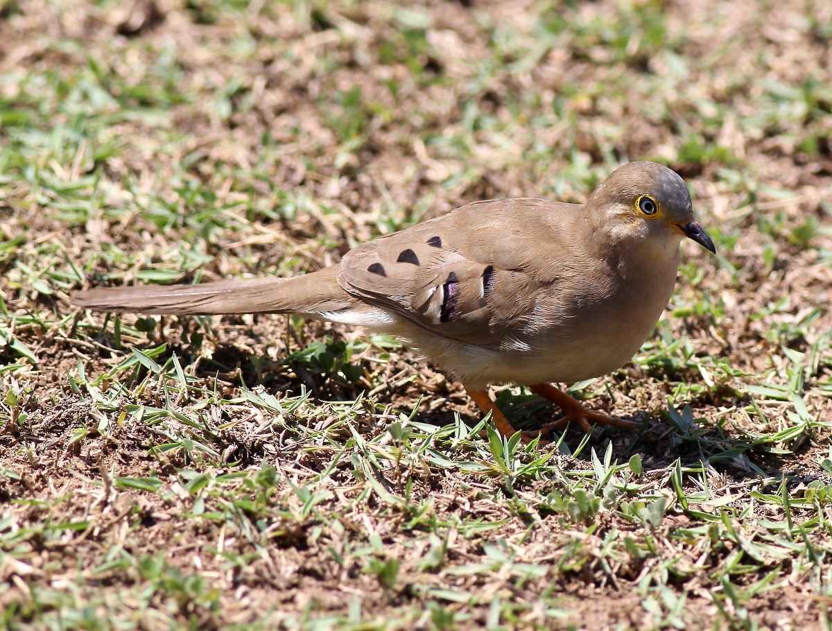 Long-tailed Ground Dove - Jason Leifester