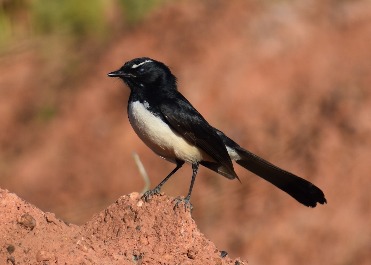 Willie-wagtail - ML238753501