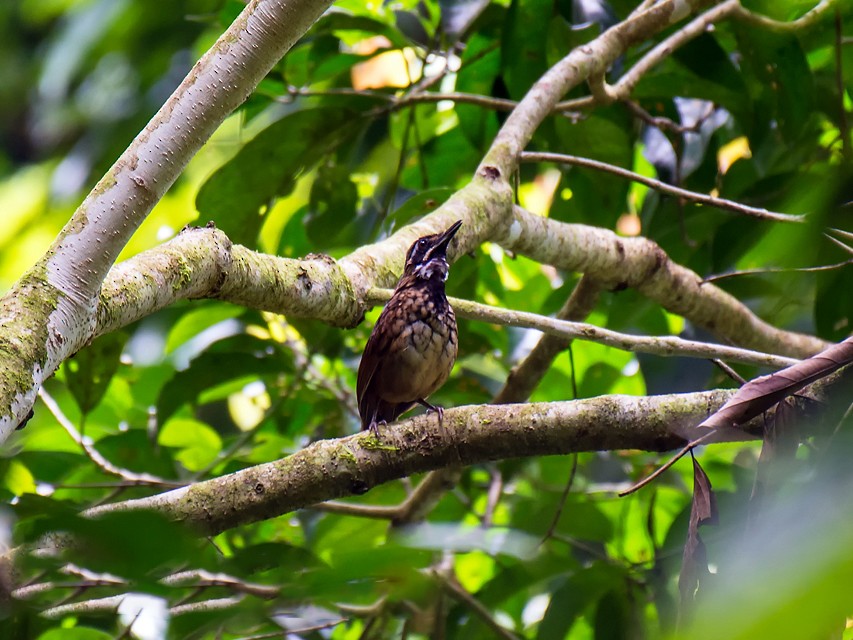 Black-throated Wren-Babbler - liewwk birdtourmalaysia