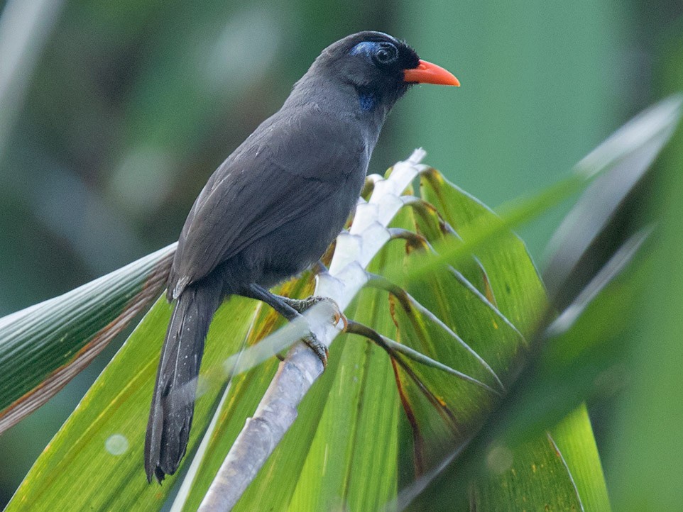 Black Laughingthrush - eBird