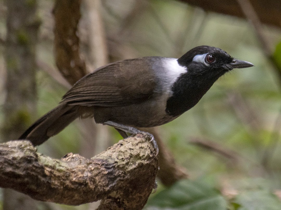 Black-hooded Laughingthrush - Dinh Thinh