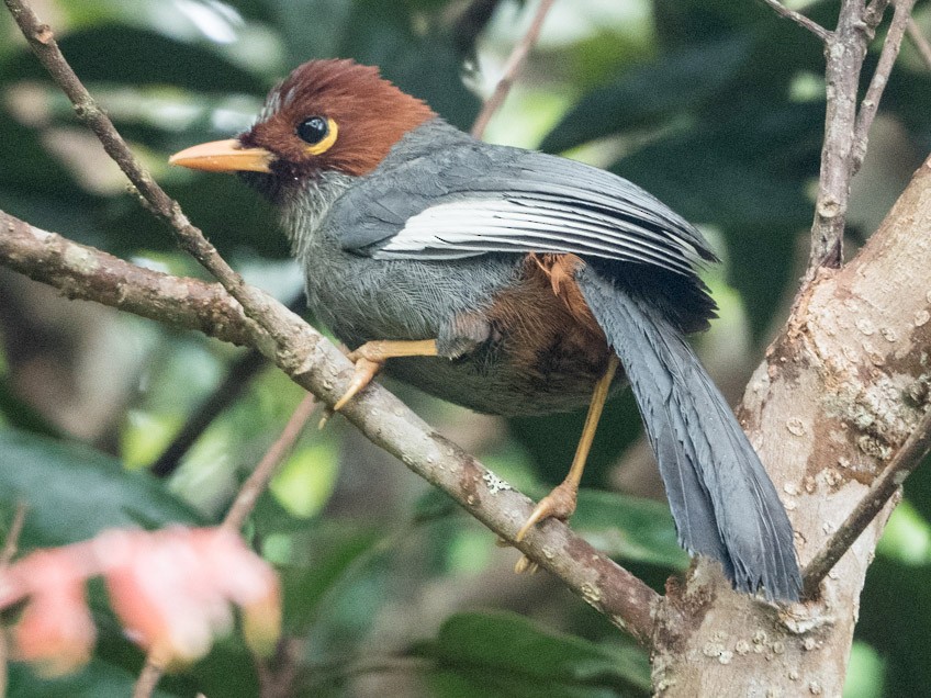Chestnut-hooded Laughingthrush - Forest Botial-Jarvis