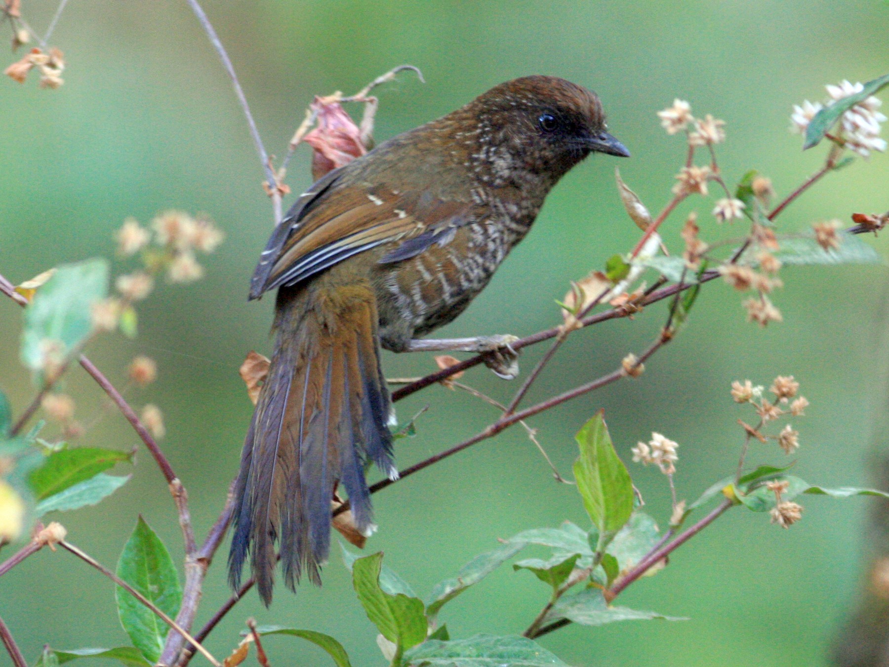 Brown-capped Laughingthrush - Oscar Campbell