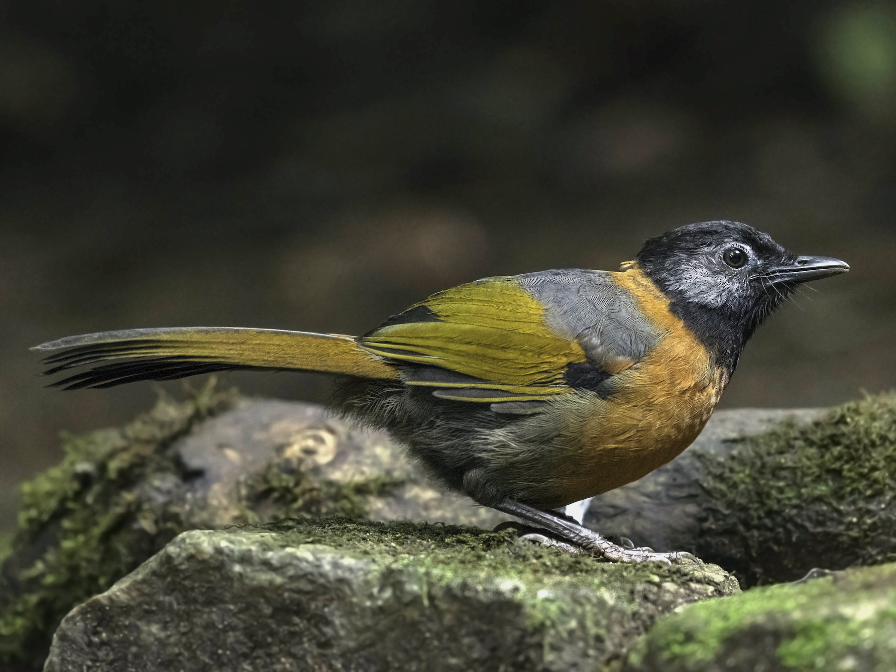 Collared Laughingthrush - Sriram Reddy