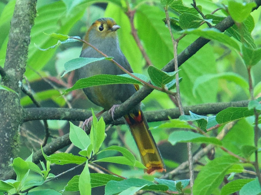 Gray-faced Liocichla - Qin Huang