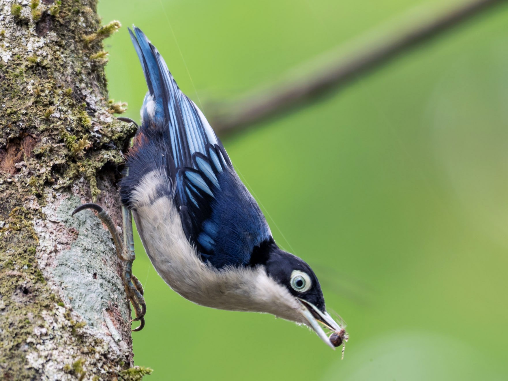 Blue Nuthatch - Vasanthan jayaguru