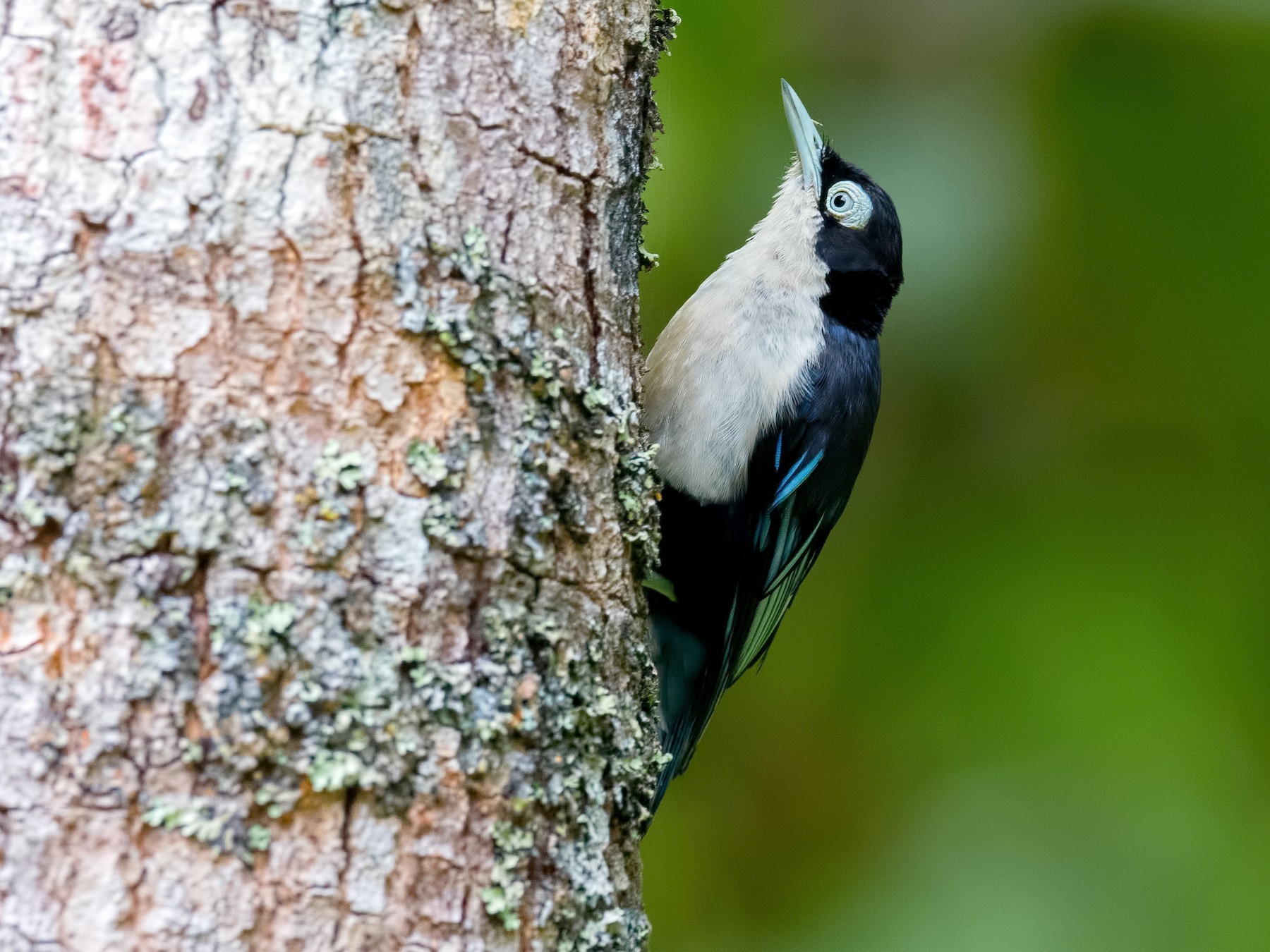 ズグロゴジュウカラ Ebird