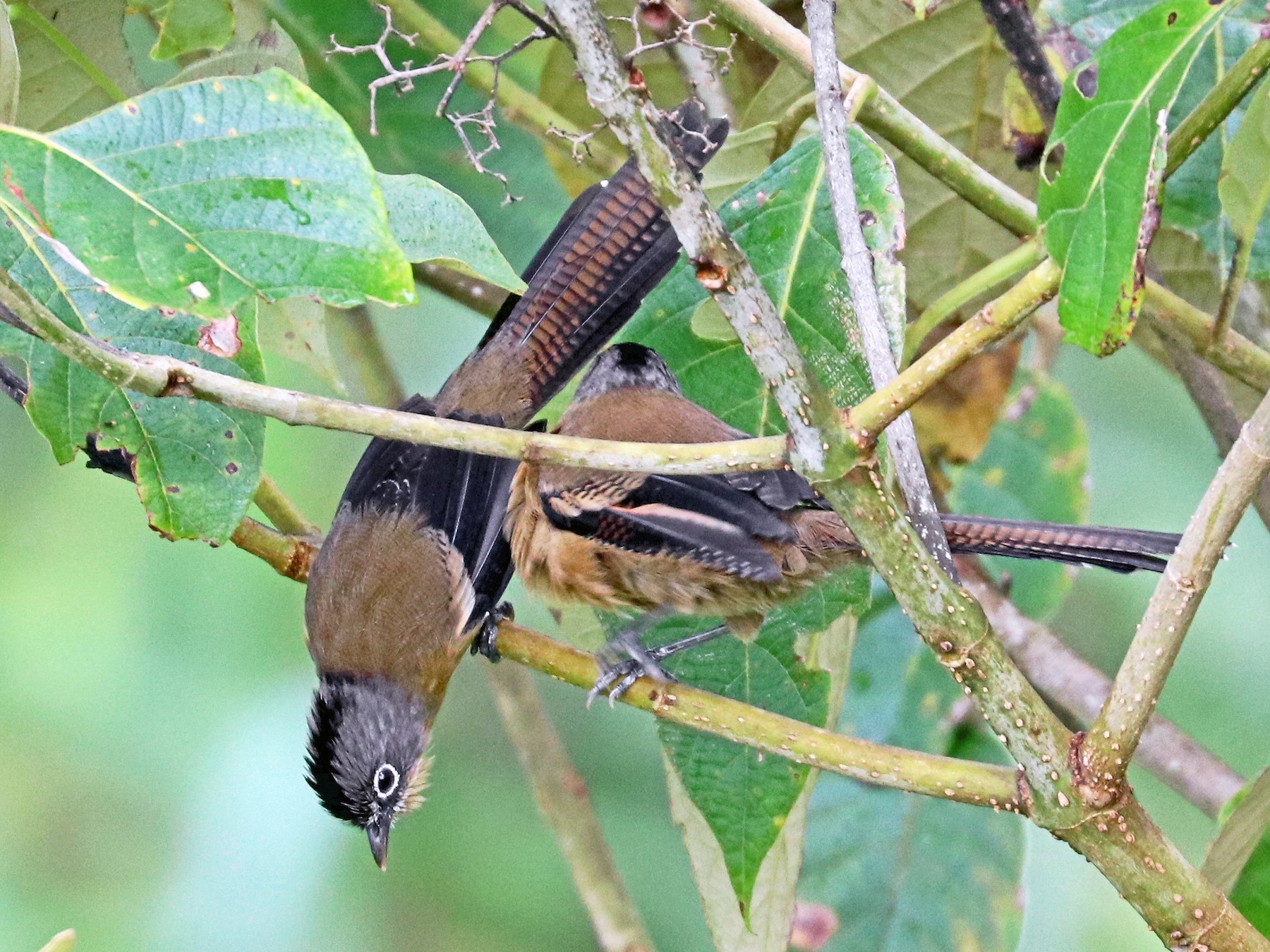 Black-crowned Barwing - Greg  Griffith